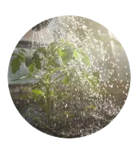 Rinsing and watering the plants again